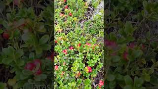 lingonberry picking harvesting cranberry lingonberry berryfarm [upl. by Mauricio249]