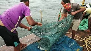 Pomfret live fishing in vasai fishing baot [upl. by Cristoforo]