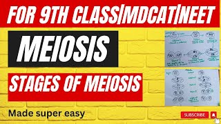 Phases of MeiosisMade super easy Meiosiscell division complete detail in urdu9th classMDCAT [upl. by Torras]