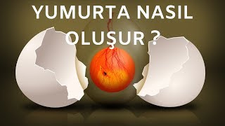 İlginç Gerçekleriyle Tavuk Yumurtası Nasıl Oluşur [upl. by Coats]