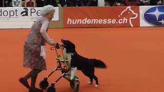 3 Platz  Klasse 3  Dogdance  Freestyle  Anja amp Merlin quotdie wilde Oma Hildequot  Winterthur 2015 [upl. by Sydalg992]