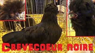 Poule de Crèvecœur Noire  Gallus gallus domesticus Linnaeus 1758  Salon de lAgriculture 2015 [upl. by Diogenes959]