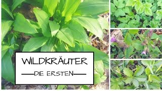 Die ersten Wildkräuter im Frühjahr Informieren erkennen sammeln und essen [upl. by Donelle]