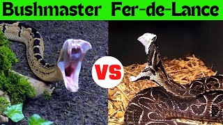 The Ultimate Snake Showdown FerdeLance vs Bushmaster [upl. by Emelun]