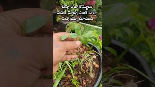 Easy to grow Rose plant from cuttings youtubeshorts shorts rose [upl. by Lenoil110]