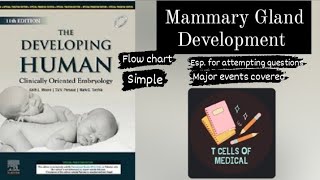 Mammary Gland Development in 3 minutes  easy simple flowchart  Embryology [upl. by Chrystel]