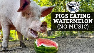 Pigs Eating Watermelon ASMR No Talking  No Music [upl. by Soinotna932]