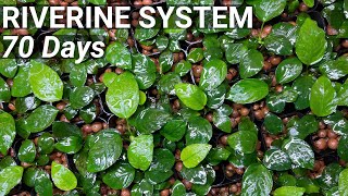 Anubias Emersed Propagation  RIVERINE SYSTEM  70 Days [upl. by Grory153]