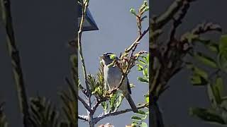 WhiteCrowned Sparrow calls from tree in Cresent City CA [upl. by Seldon]