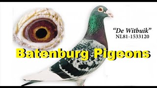 Batenburg Van de Merwe Pigeons [upl. by Ennayr]