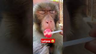 Lalipop 😂 🐒🐒monkey funny video comedy funny monkey anishsain mummycomedy viralvideo [upl. by Annawad]