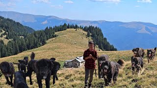 CIOBANESTII CORBI DE LA STANA LUI GICATIN URSUL LA DISTANTASTANA IN MUNTII BUCEGI [upl. by Tiffi214]