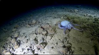 🐙Rare octopus sighting at 3760 meters🐙 [upl. by Nyvar534]