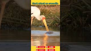 Stork attack on crocodile 🐊 animals wildanimal shortsviral [upl. by Velma]