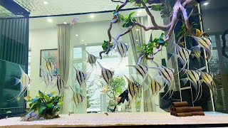 The Cleanest Angelfish Aquarium in my living room  Most Beautiful Angelfish Tank [upl. by Ttsepmet631]