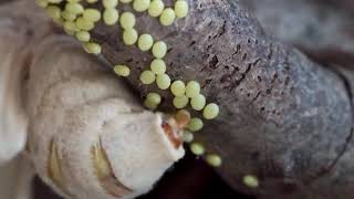 Silk moth Bombyx mori laying eggs [upl. by Llerrad159]