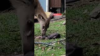 Parturition in deer  new life wildlife wildanimals animals nature naturelovers moments [upl. by Haily]