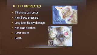 Radioactive I131 Therapy For Feline Hyperthyroidism [upl. by Airamanna]