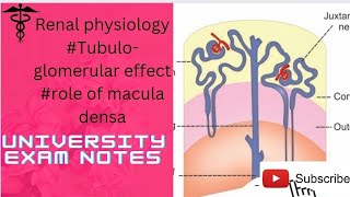 Tubuloglomerular effectGFR regulation by Tubular feedbackGFR regulation by macula densa [upl. by Yral200]