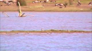 Blacktailed Godwit [upl. by Babara]