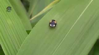 COCCINELLE à 2 Points  Adalia bipunctata  En Limousin  BRUITX [upl. by Kaylee]