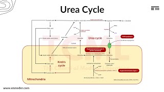 Urea Cycle by Dr Pawan nagar [upl. by Ardnaik179]