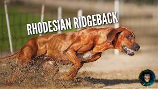 Rhodesian Ridgeback 🦁 The Dog That Hunts Lions [upl. by Enella173]