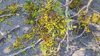 Chinaberry Tree Fell During Hurricane Milton on Cross Seminole Trail amp Squirrel Calls Out Oviedo [upl. by Tnirb80]