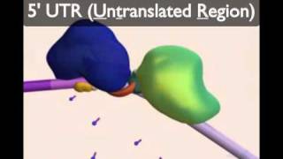 mRNA Processingmov [upl. by Cavill941]