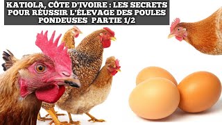 KATIOLA CÔTE DIVOIRE  LES SECRETS POUR RÉUSSIR LÉLEVAGE DES POULES PONDEUSES PARTIE 12 [upl. by Agnimod]