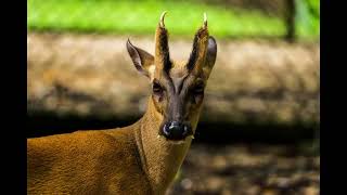 Le muntjac [upl. by Terchie128]