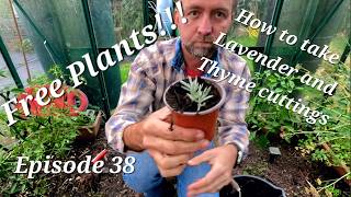 Free Plants How to take Lavender and thyme cuttings [upl. by Arihsat90]