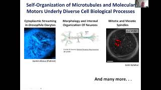 Dan Needleman Tutorial  Active Matter Microtubules and Cell Division [upl. by Enicul581]