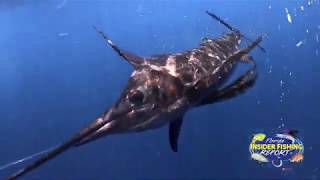 How To Catch A LOT of Sailfish in Florida  Florida Insider Fishing Report S16E3 [upl. by Annahc277]