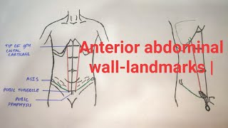 Anterior abdominal walllandmarks  med tutorials [upl. by Ahsram]