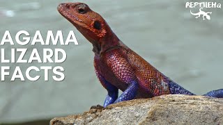 Fascinating Agama Lizard Facts [upl. by Icam]