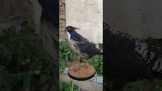 Pheasant animals birds stuffing animals shortvideo viralvideo [upl. by Snell]