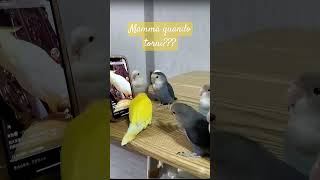 Videochiamata con la mamma pappagallo pets pappagallini funnyshorts appuntisulblog [upl. by Herates]