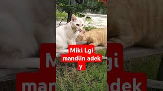 kucingviral kucinglucu kucing [upl. by Senn]