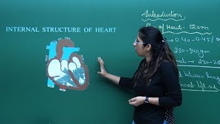 NEET Biology  Heart  Theory amp ProblemSolving  In English  Misostudy [upl. by Ardnuaed]