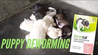 Do it yourself Puppy deworm At Home with Drontal oral suspension  Philippines [upl. by Alansen]