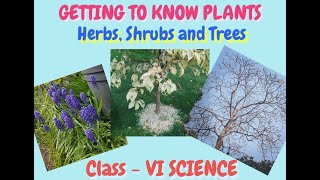 Getting to know plants part 1  herbs shrubs and trees  class 6  CBSE  Science  NCERT [upl. by Anelet]