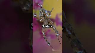 Phylum arthropoda animal kingdom class 11 theoryofphysics physicsfun anubhavsir gwalior [upl. by Luckin]