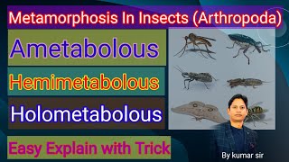 Metamorphosis Ametabolous Hemimetabolous amp Holometabolous In insects  Phylum Arthropoda [upl. by Iclehc]