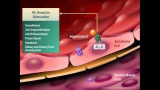 Renin Angiotensin Aldosterone System [upl. by Afton]