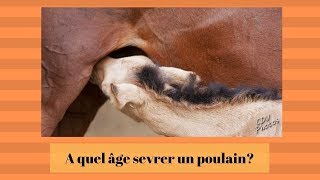 A quel âge sevrer un poulain [upl. by Adnilim]