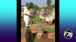 F78NEWS Musician King Wasiu Ayinde Marshall at work in his cattle farm [upl. by Aicnelev]