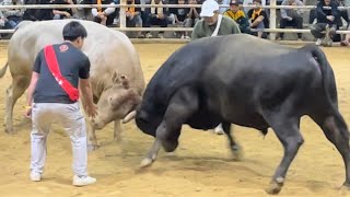 徳之島闘牛 BULLSUMOU 20240502 新橋會 小次郎VS晃建設従業員 覇久 [upl. by Stricklan193]