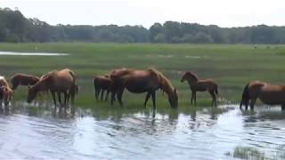 Chincoteague Ponies [upl. by Leeann]