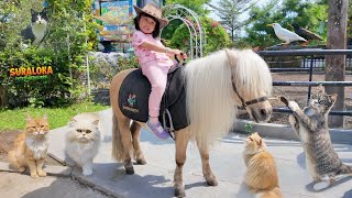 Naik Kuda Poni Main Sama Kucing Lucu Kasih Makan Burung dan Kura Kura di Kebun Binatang [upl. by Corbin]